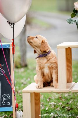 Total Price $1500 Non-Refundable Deposit Bubbles/Buster February 2026