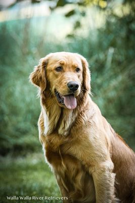 Total Price $2500 Non-Refundable Deposit Bubbles/Biscuit litter late 2026 or early 2027