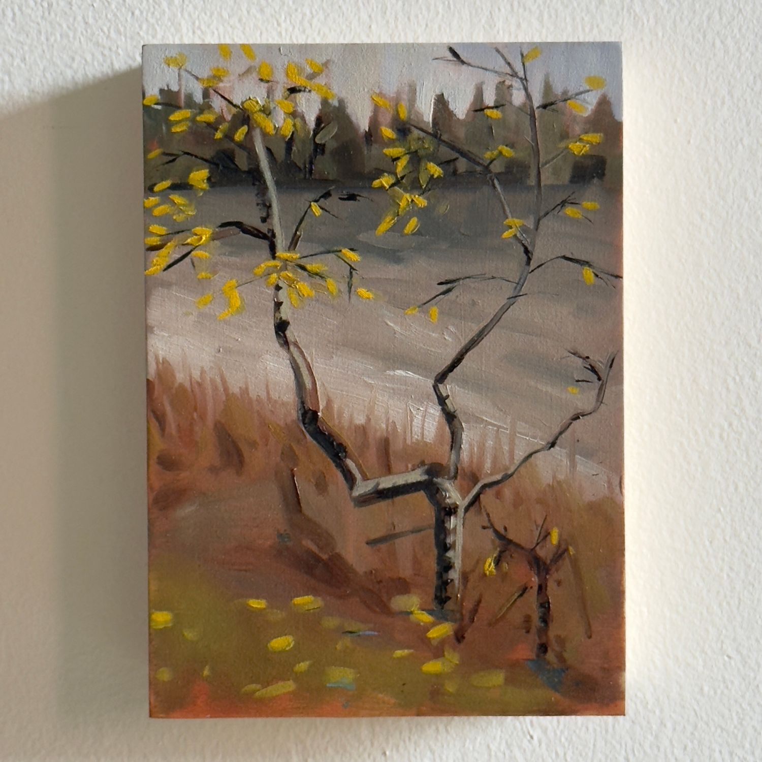 View From Tuckamore 1