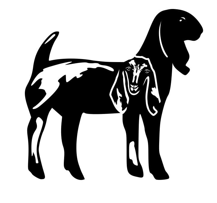 Silhouette Chevre anglo nubienne