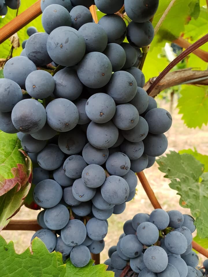 Schwarzriesling Rotwein *Wein des Monats*