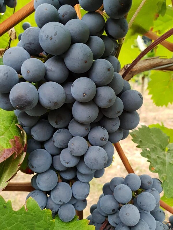 Schwarzriesling Rotwein *Wein des Monats* Schwarzriesling Rotwein *Wein des Monats*