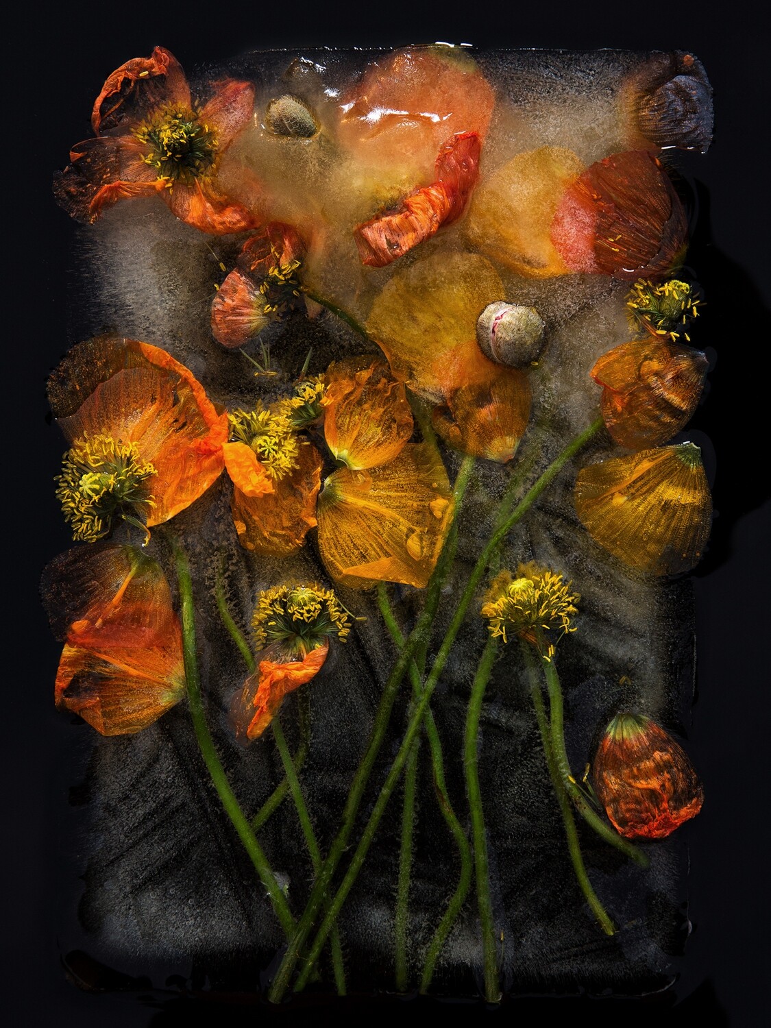Fields of Joy