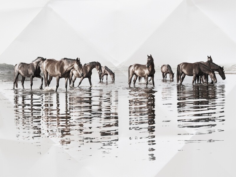 THE WILD ONES