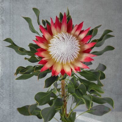 Madiba Protea 2 on canvas