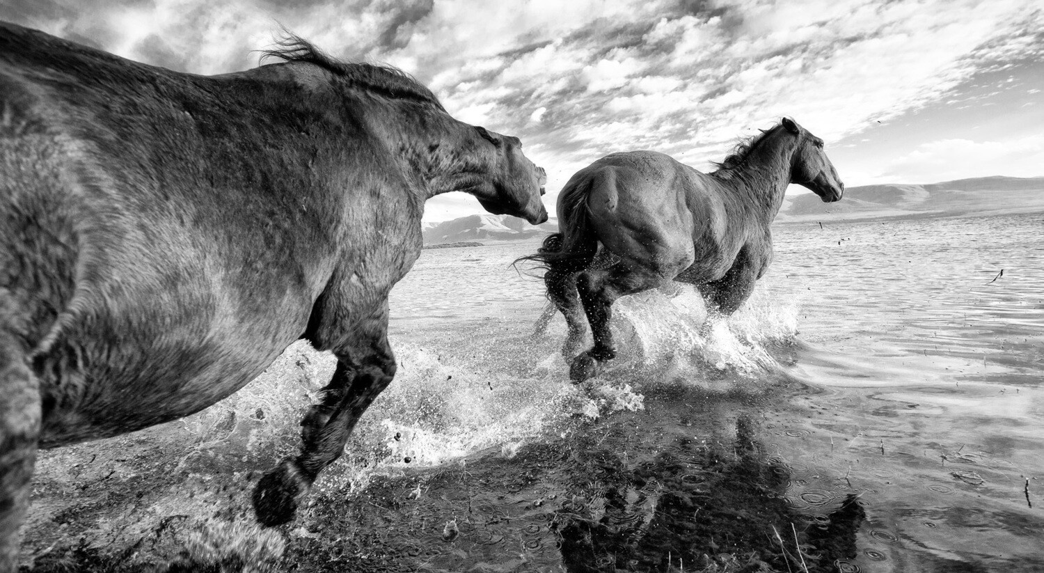 Horses Chasing