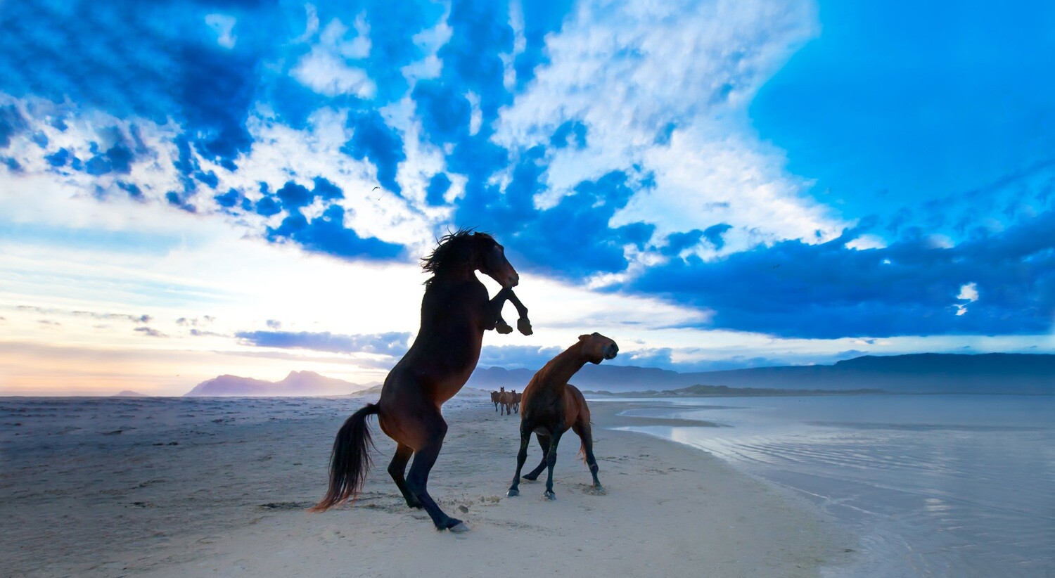 Blue Horse