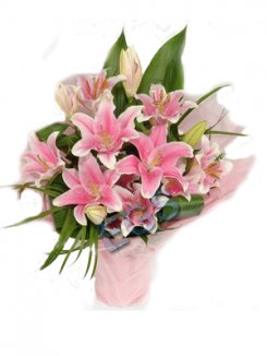 Lilies Blush