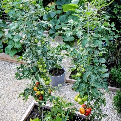 Uitrekbare plantensteun voor tomaten enz.