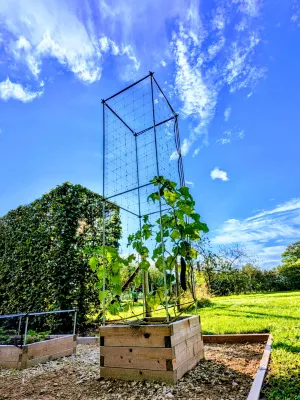 Column plant support with cucumber and gherkin plants on a square wooden planter