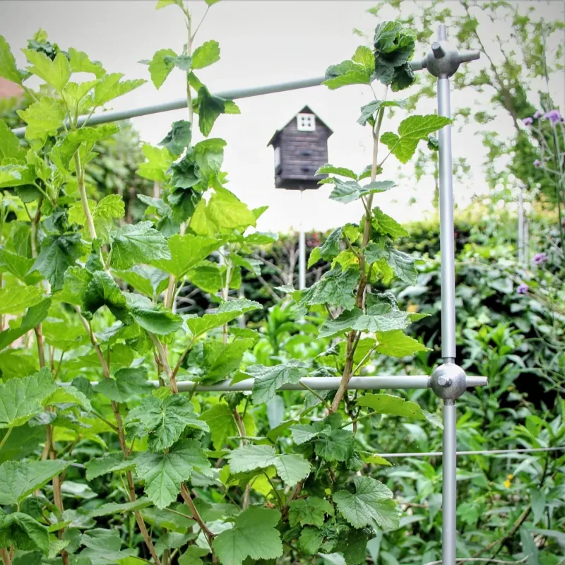 Espalier trellis support for small fruit Espalier trellis support for small fruit