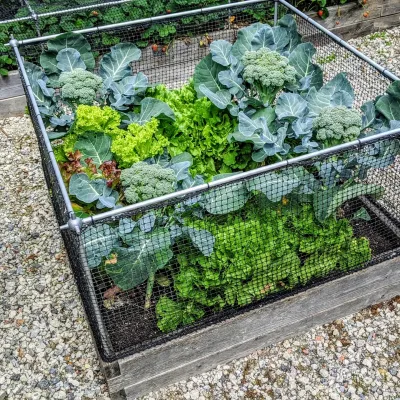 Fruit &amp; vegetable cage