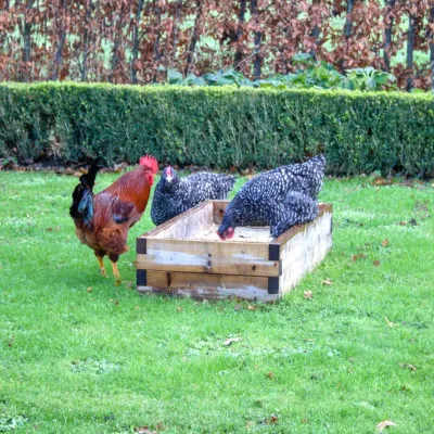 Wooden scavenge bed &amp; dust bath for chicken