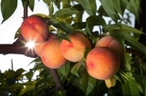 D'Olivo Peach White Balsamic Vinegar Condimento D'Olivo Peach White Balsamic Vinegar Condimento