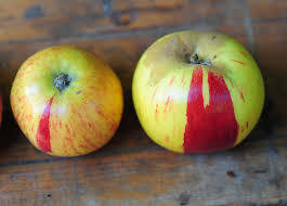 Gravenstein Apple White Balsamic Vinegar Gravenstein Apple White Balsamic Vinegar