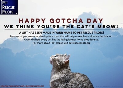 Happy Gotcha Day (Cat)