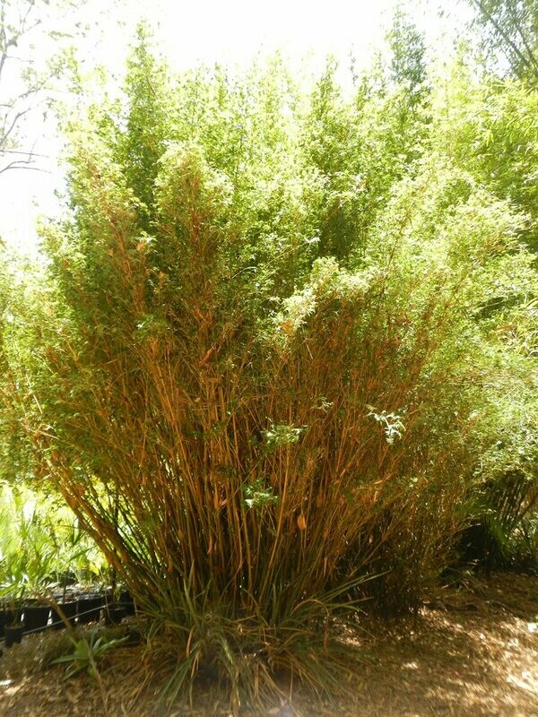 Striped fernleaf