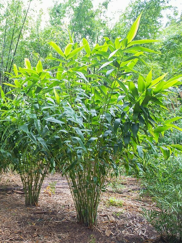 Tiger Grass