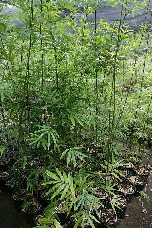 Boniopsis