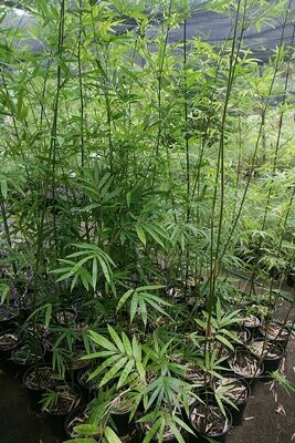 Boniopsis Boniopsis