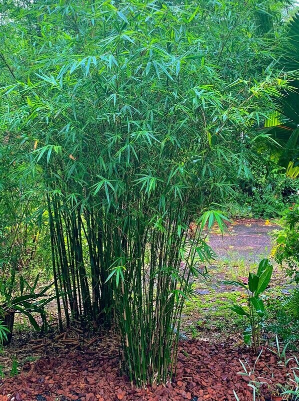 Bambusa Compacta