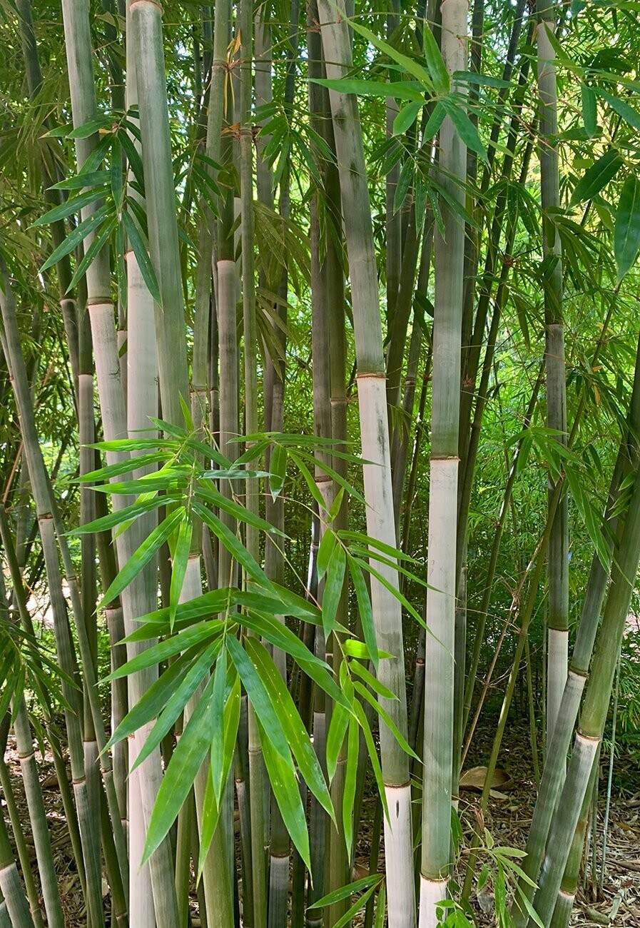 Barbelletta Barbelletta