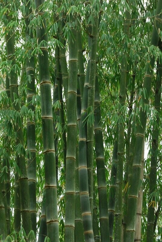 Brandisii