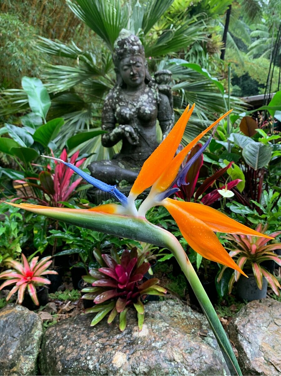 Bird of Paradise Bird of Paradise