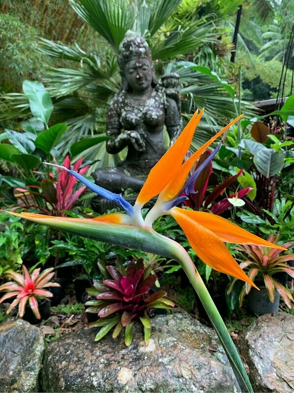 Bird of Paradise
