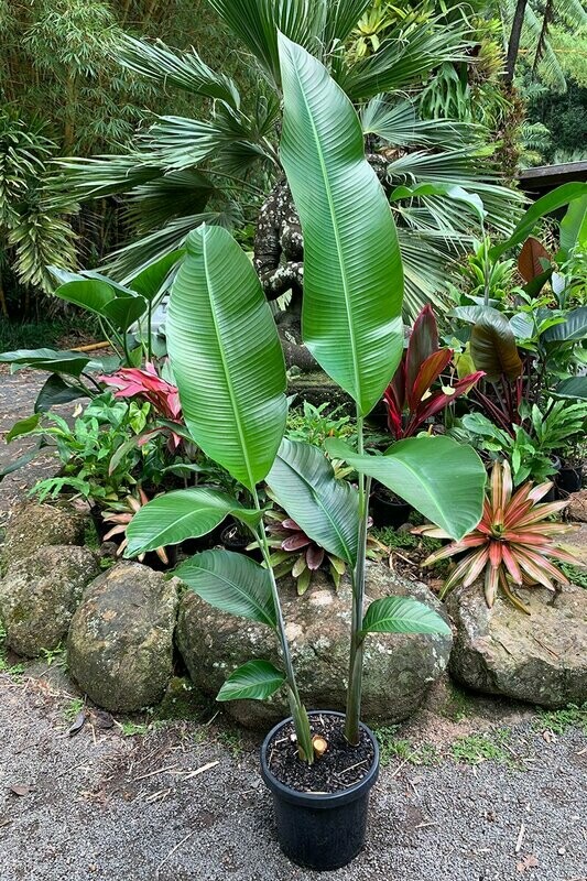 Heliconia Hot Rio Nights