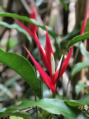 Heliconia Red Holiday Heliconia Red Holiday