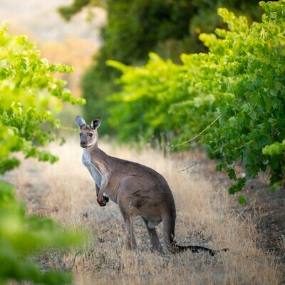 Australië