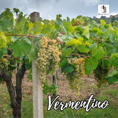 Vermentino