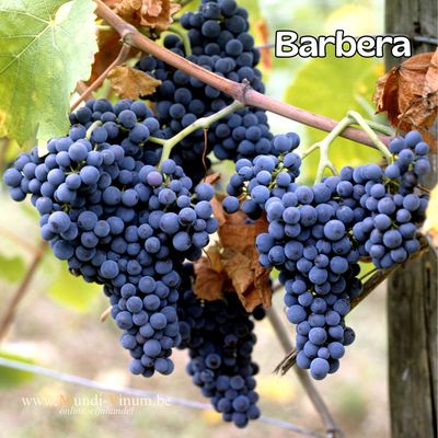 Barbera