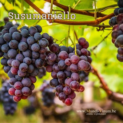 Susumaniello