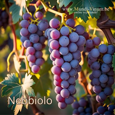 Nebbiolo