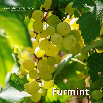 Furmint