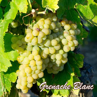 grenache blanc druif, kenmerken ! wijn kopen