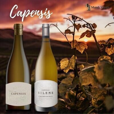 Capensis Chardonnay, Kaapse klasse op Bourgondisch topniveau – Mundi Vinum, wijnhandel Herent (Leuven)