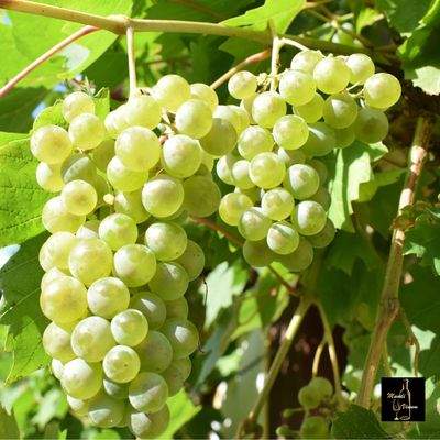 rabo de ovelha - witte druivensoort uit Portugal - Portugese witte wijn