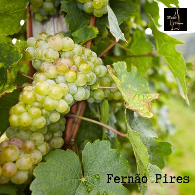 Fernão Pires wite portugese druivensoort druif