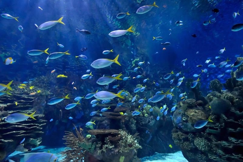 The Aquarium | Gary Kettel