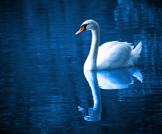 The Swan (Carnival of the Animals) | Gary Kettel