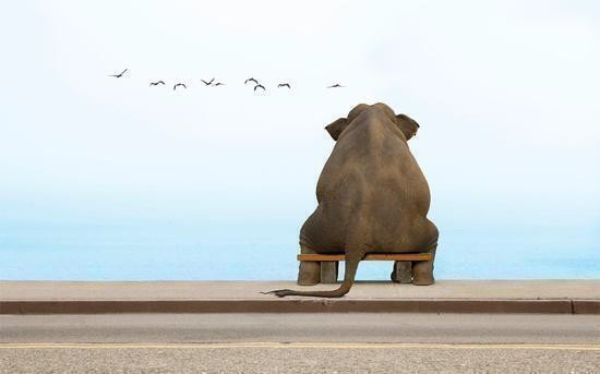 The Elephant (Carnival of the Animals) | Gary Kettel