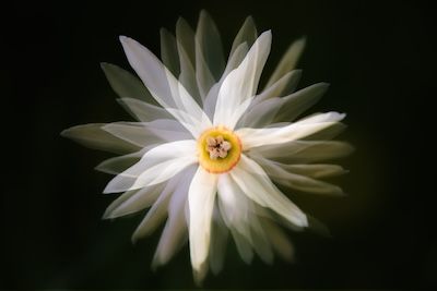FLORA KREATIVNĚ - NOVINKA | Online foto workshop