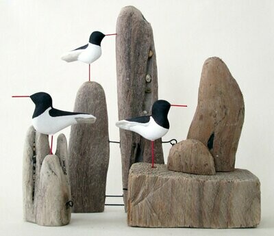 OYSTER CATCHERS