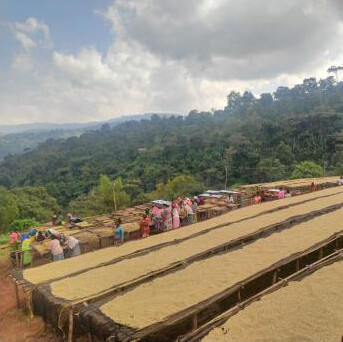 Ethiopia - Guji Benti Nenka Organic - Natural - SINGLE ORIGIN