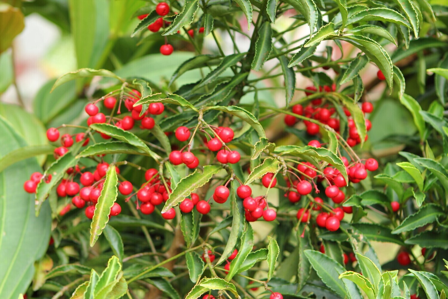 Ethiopia - Guji Benti Nenka Organic - Natural - SINGLE ORIGIN