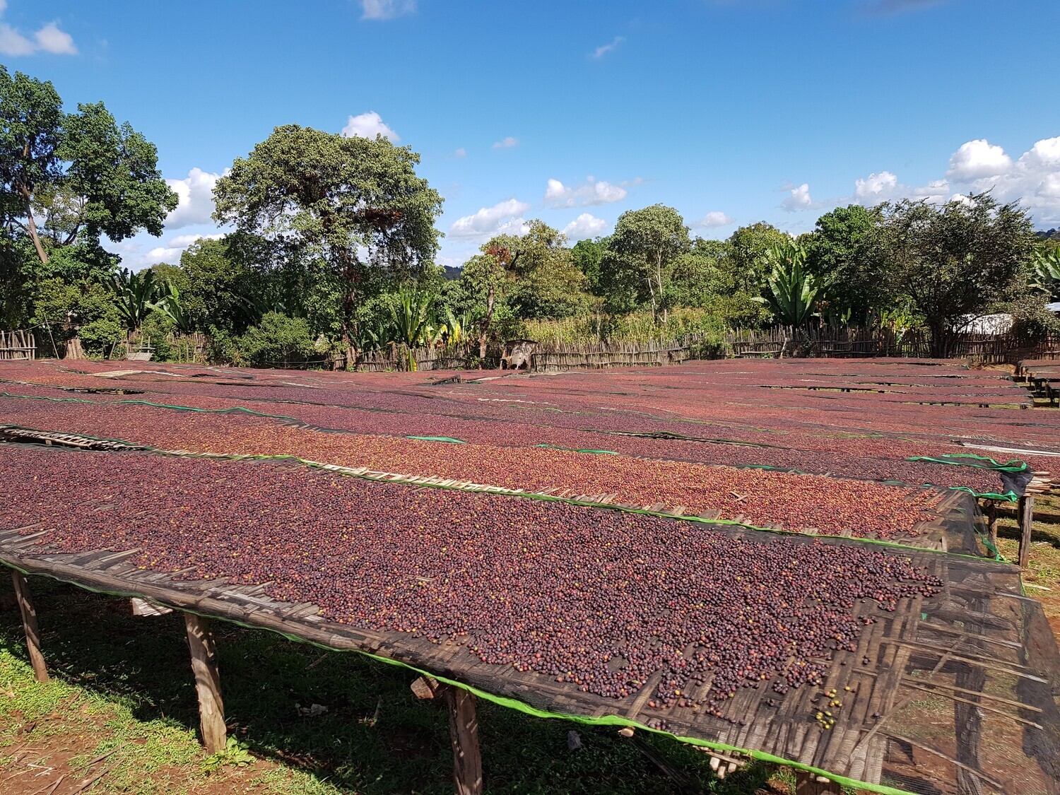 Ethiopia - Guji Benti Nenka Organic - Natural - SINGLE ORIGIN