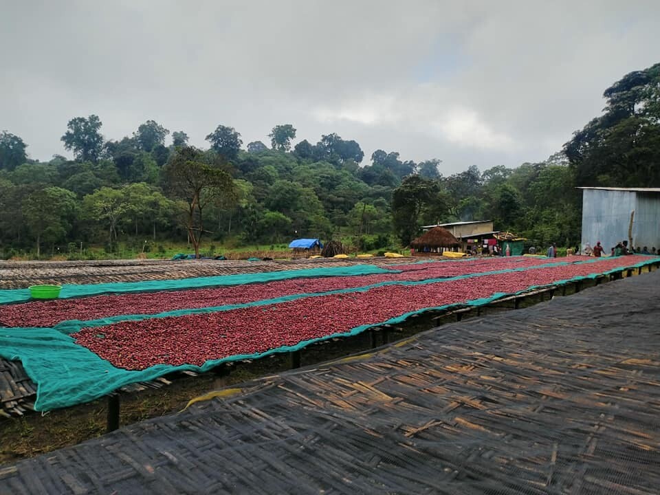 Ethiopia - Guji Benti Nenka Organic - Natural - SINGLE ORIGIN